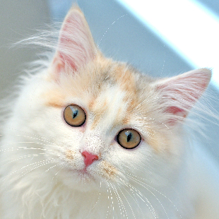 ルル