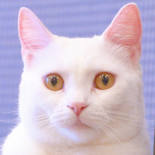 おこめ