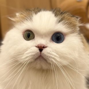 ファル