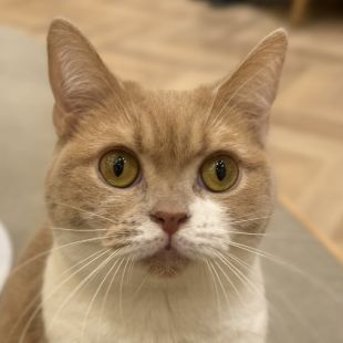楓