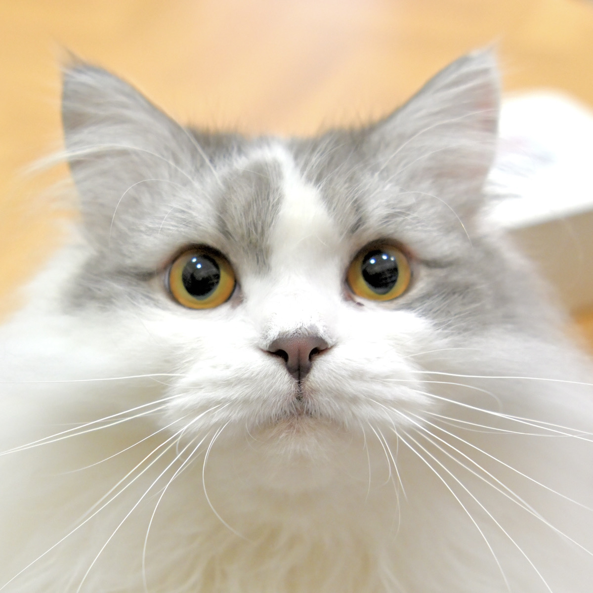 カウ