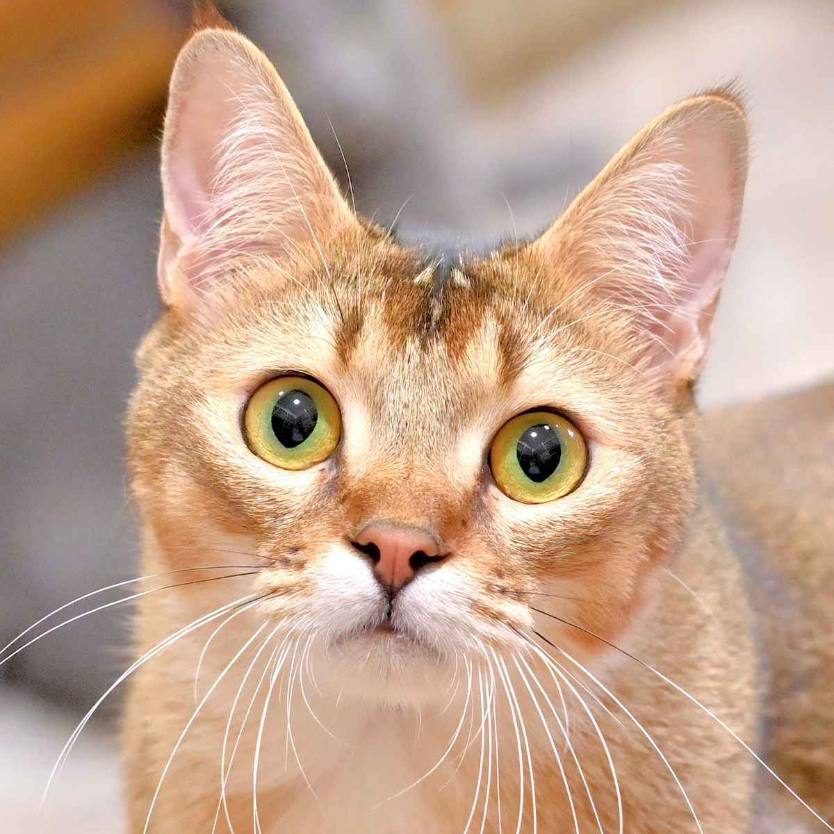 ココ