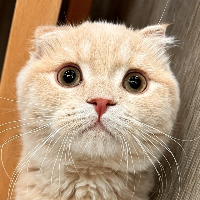 小麦