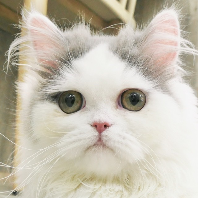 くろみつ
