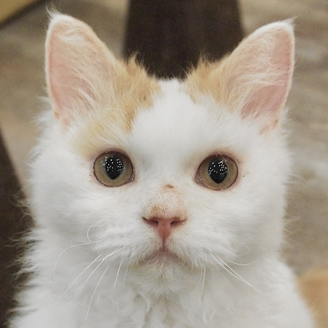 ぐり