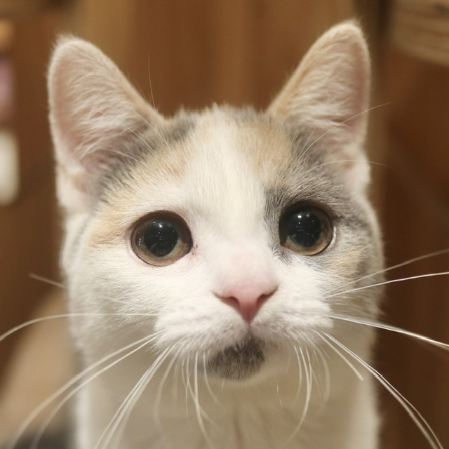 まつり