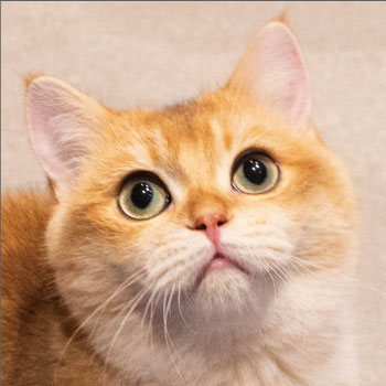 プス