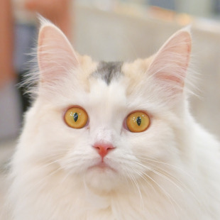 ましろ