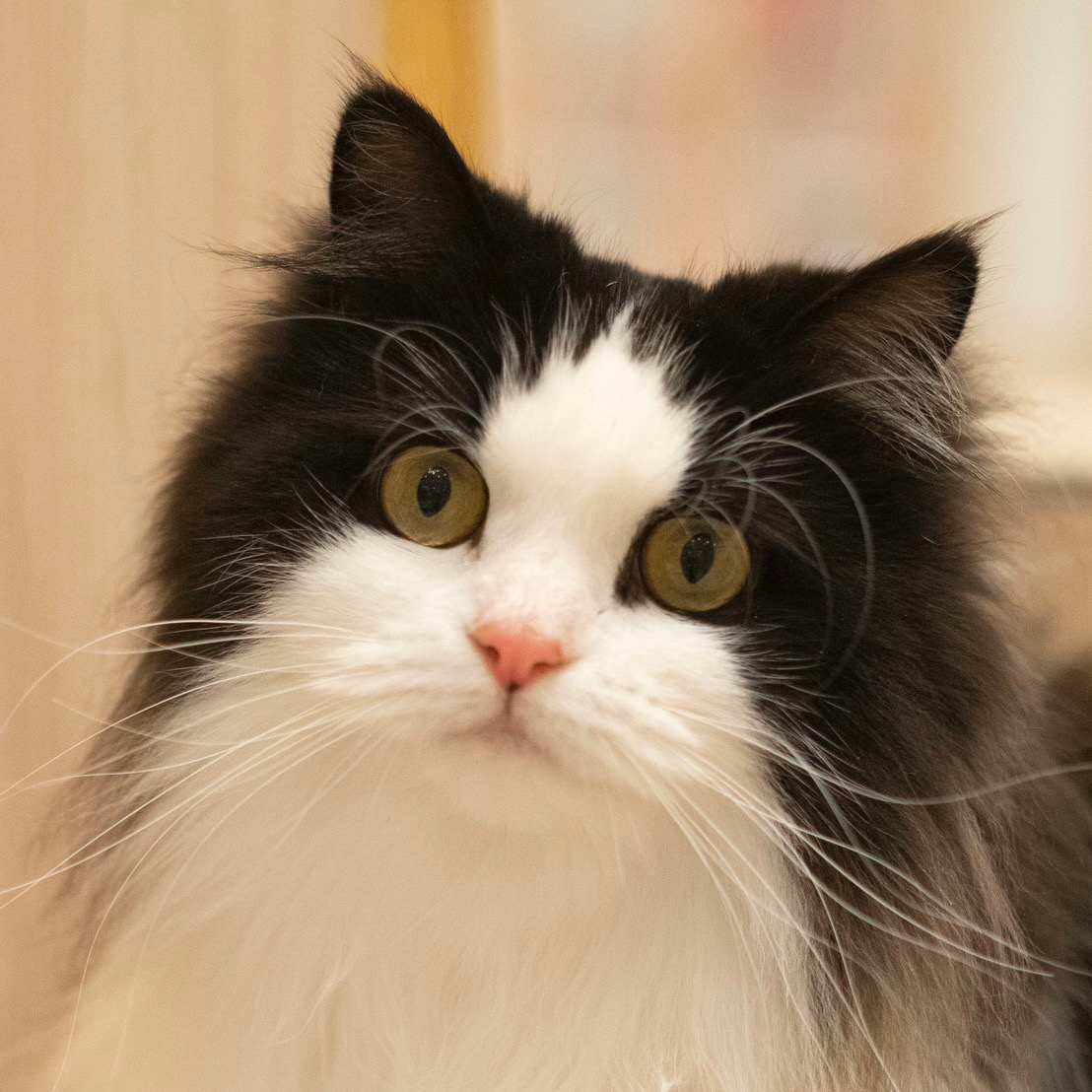 ロイ