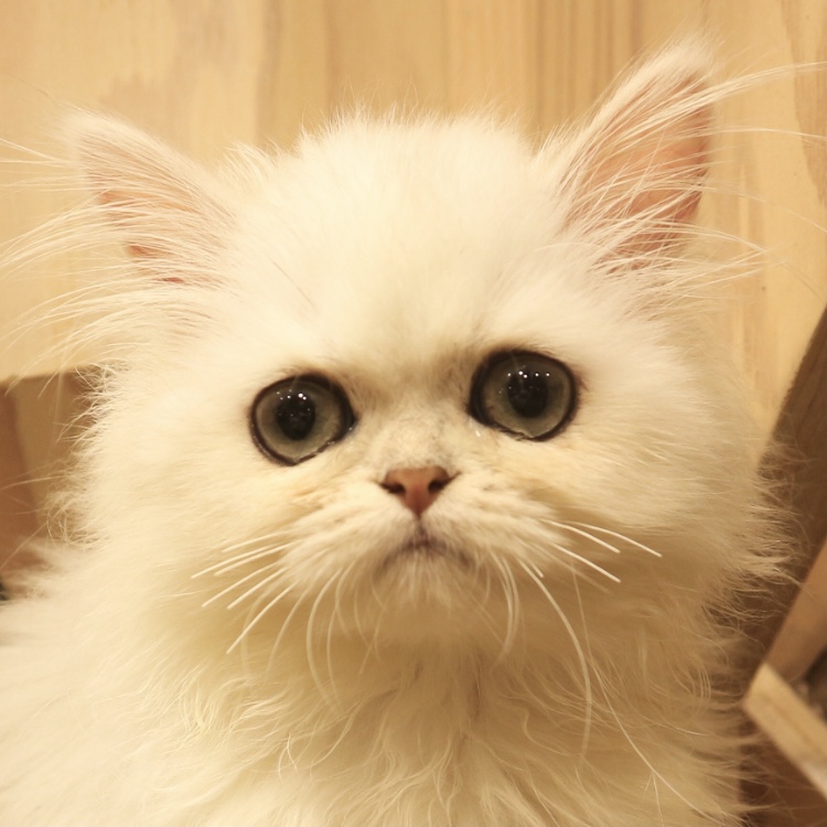 ふわり