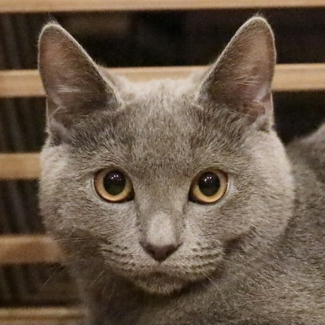 テオ