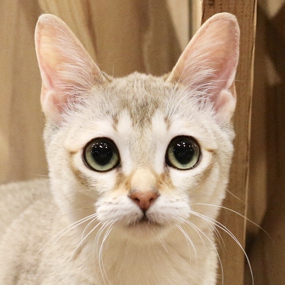 チロル