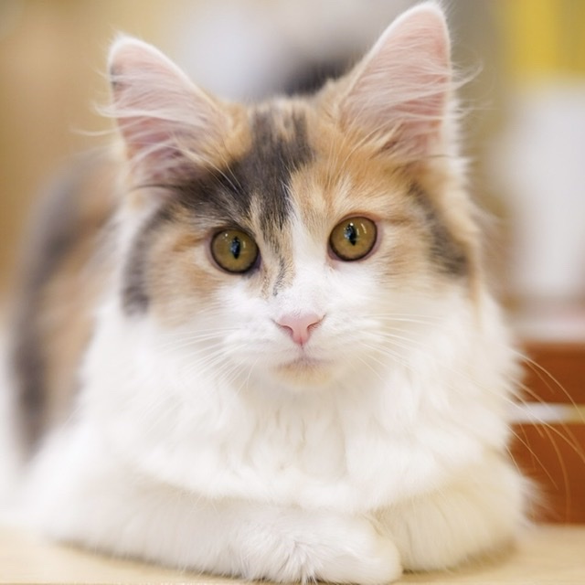 ヒメ