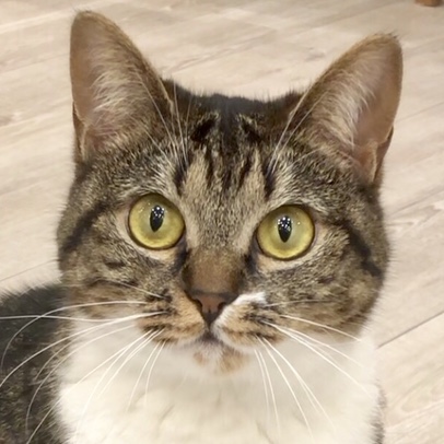 ネオ