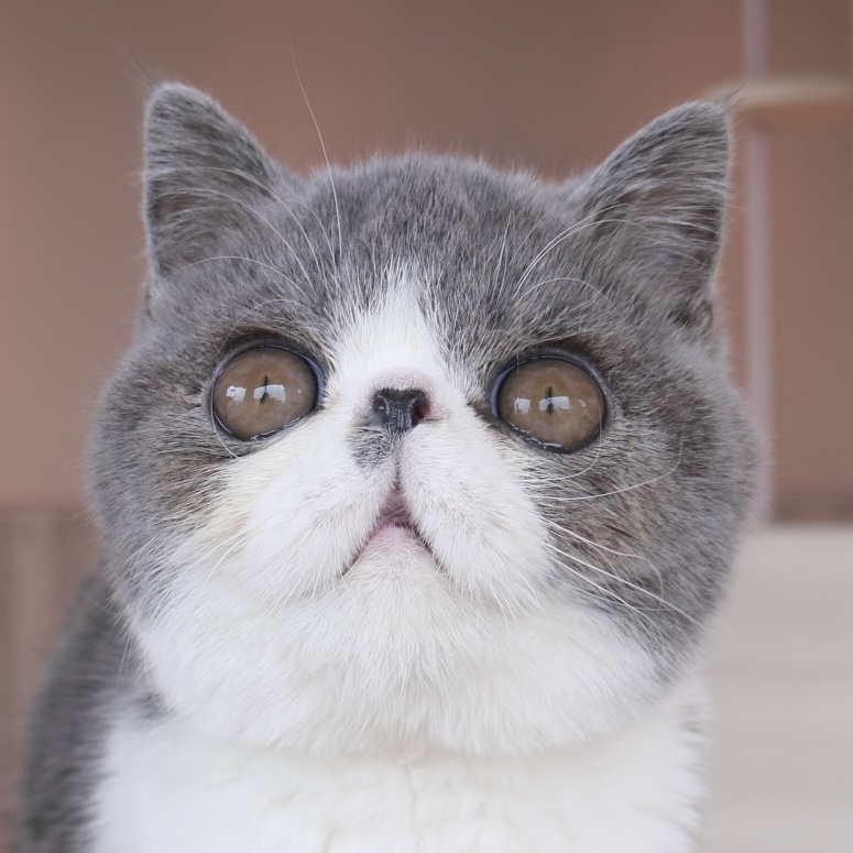 まめ