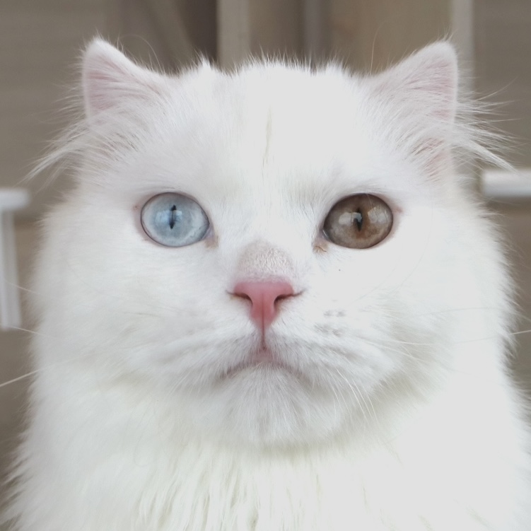 メロ