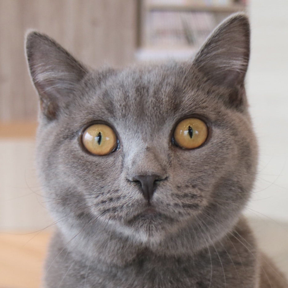 鰤介