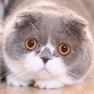 こまり