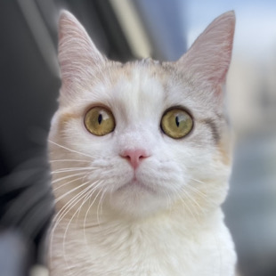 のん