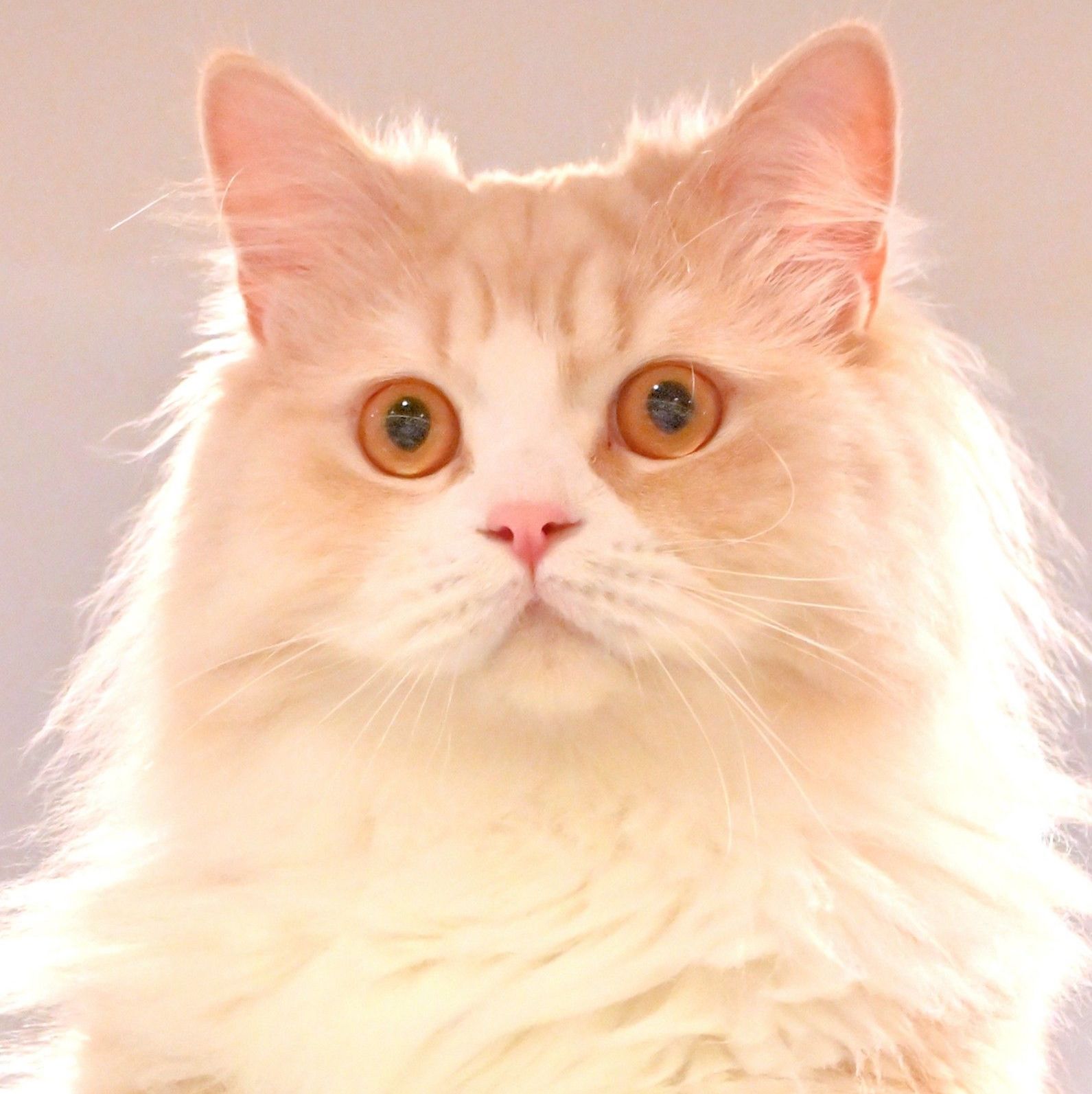 きなこ