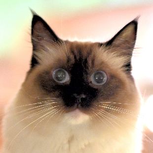 モナ