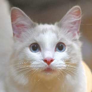 ブラン
