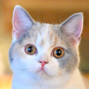 こまち