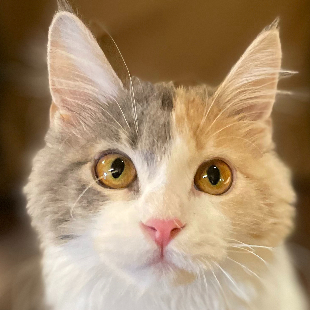 ルーナ