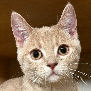 ぴぴ