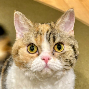 ぼさつ