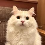 おこめ