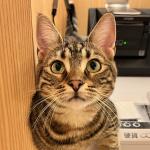ひじき
