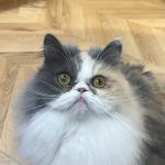 くるる