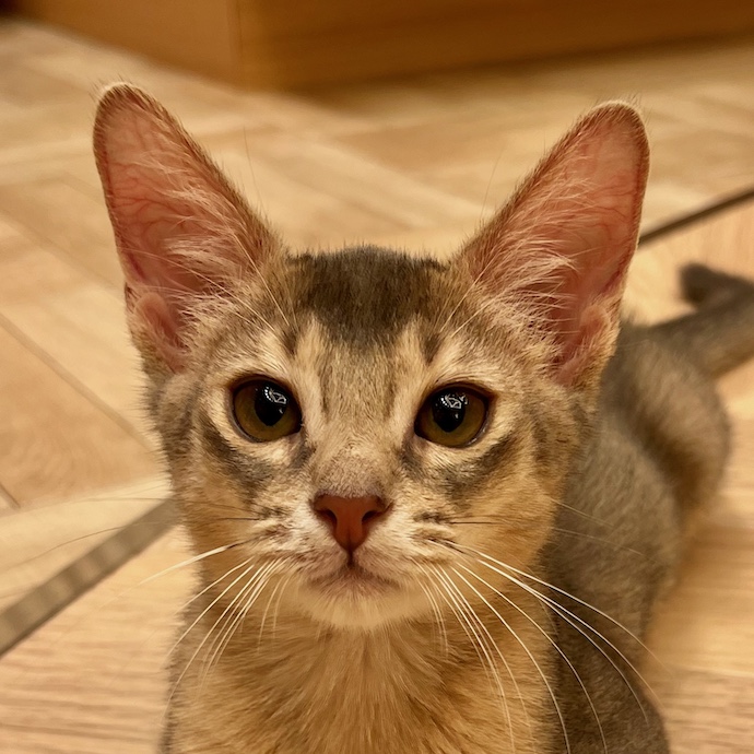 ごんぞう
