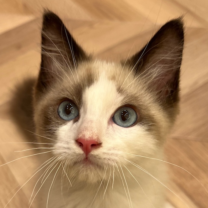 シモン