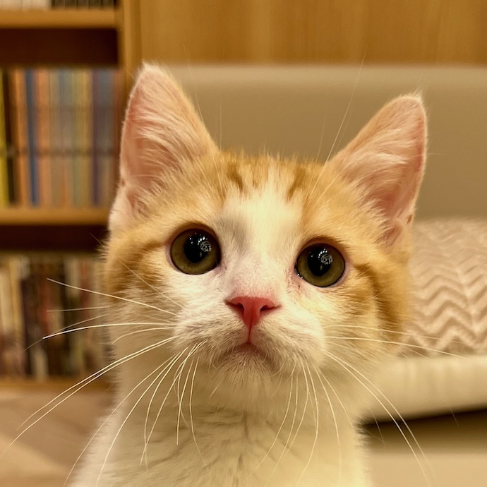 ソル