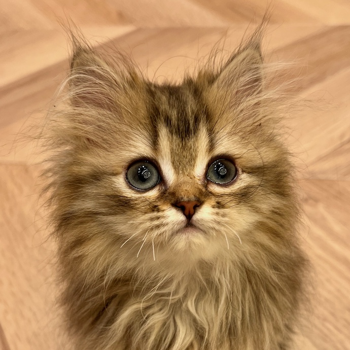 はなちゃん