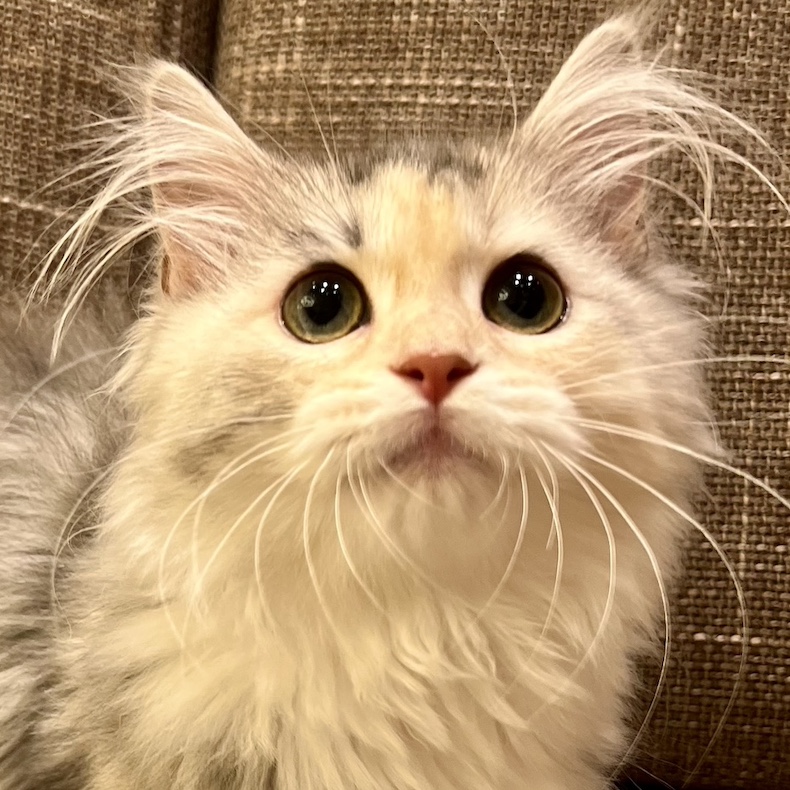 あんじゅ