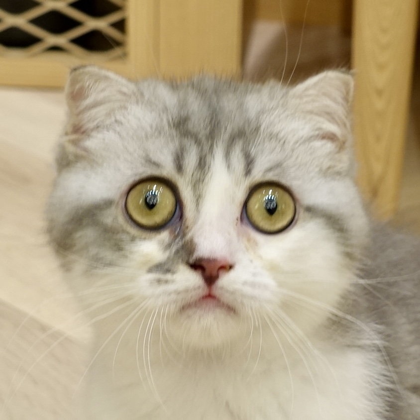 こぶし