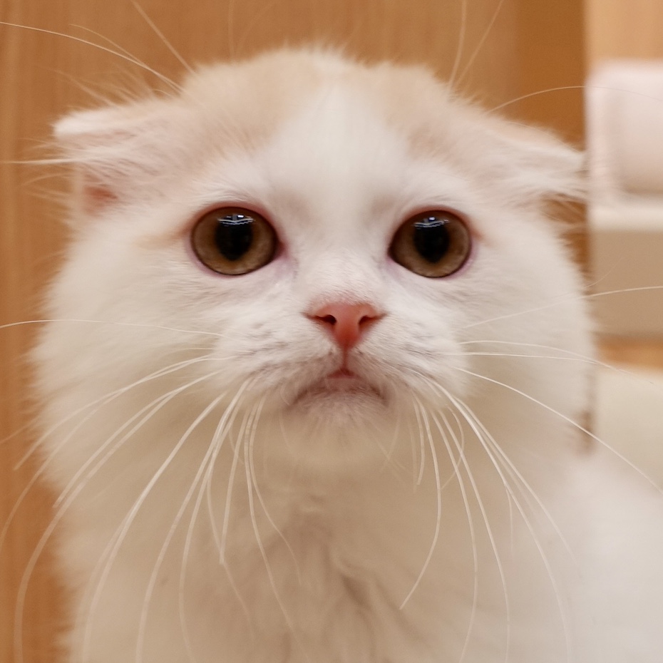 きょん
