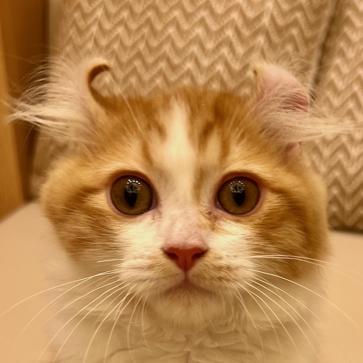 ブリュレ
