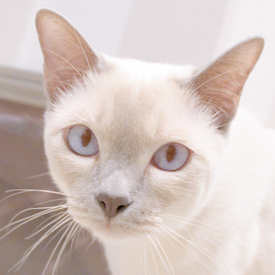 立川店 レイリー