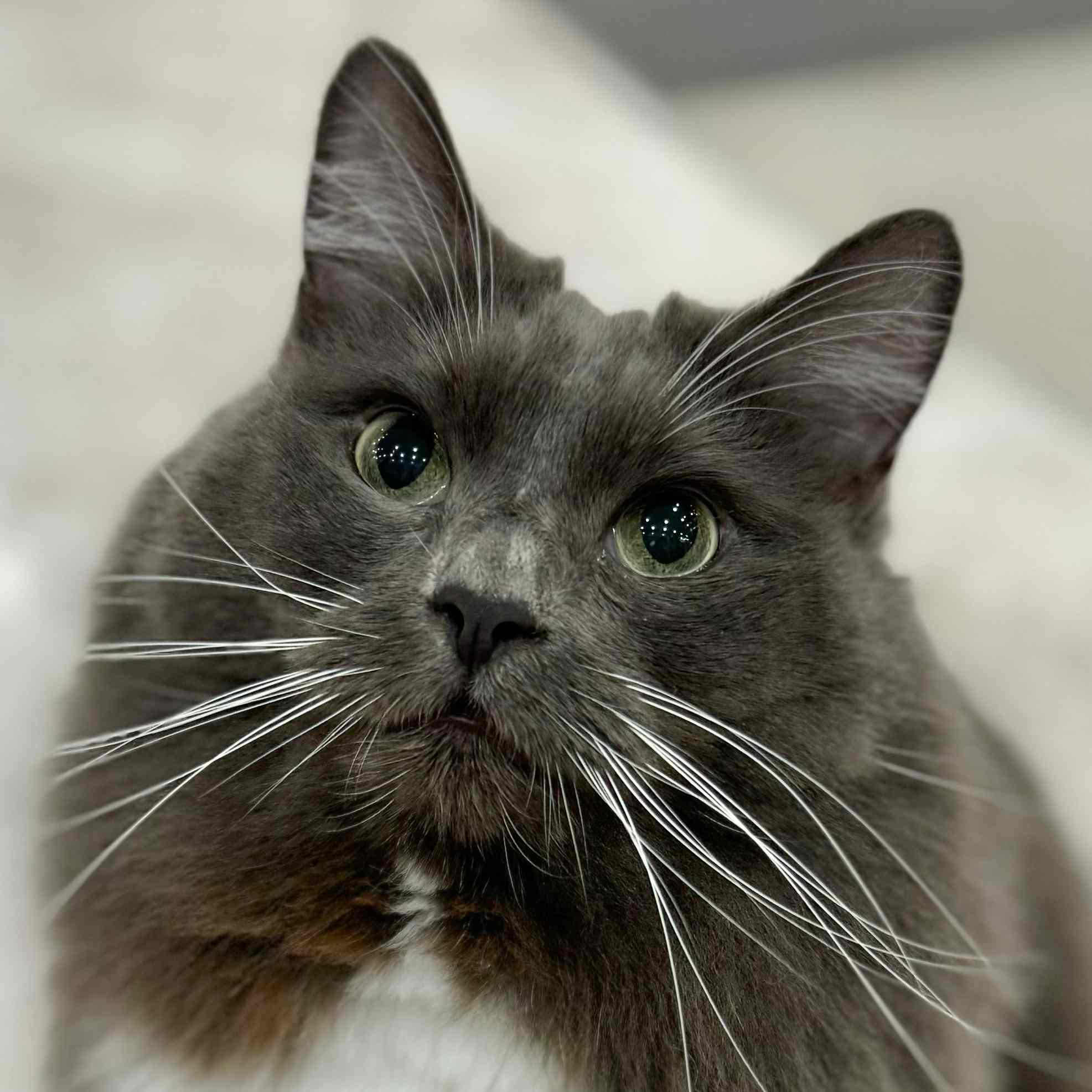 町田ジョルナ店 ボス